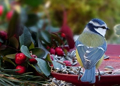 Blue tit eating seeds
